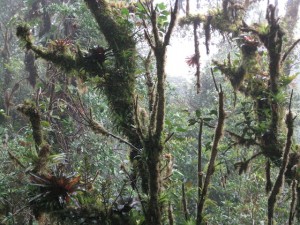 Monteverde Friends School is beside the cloud forest reserve in Costa Rica